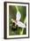 Late Spider Orchid (Ophrys Fuciflora)-Paul Harcourt Davies-Framed Photographic Print