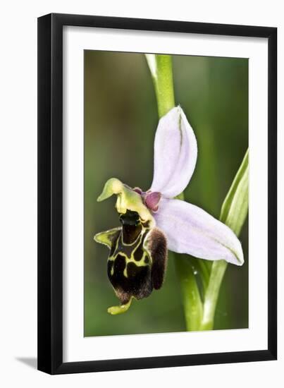 Late Spider Orchid (Ophrys Fuciflora)-Paul Harcourt Davies-Framed Photographic Print