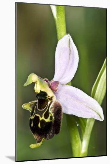 Late Spider Orchid (Ophrys Fuciflora)-Paul Harcourt Davies-Mounted Photographic Print