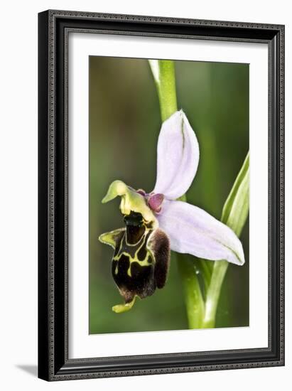 Late Spider Orchid (Ophrys Fuciflora)-Paul Harcourt Davies-Framed Photographic Print