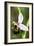 Late Spider Orchid (Ophrys Fuciflora)-Paul Harcourt Davies-Framed Photographic Print