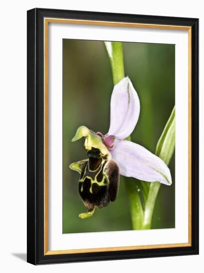 Late Spider Orchid (Ophrys Fuciflora)-Paul Harcourt Davies-Framed Photographic Print