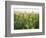 Late Summer Field of Ironweed, Sneezeweed and Yarrow Flower, Kentucky, USA-Adam Jones-Framed Photographic Print