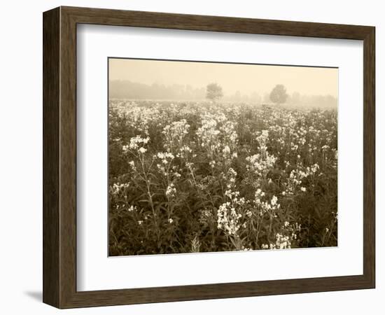 Late Summer Field of Ironweed, Sneezeweed and Yarrow Flower, Kentucky, USA-Adam Jones-Framed Photographic Print