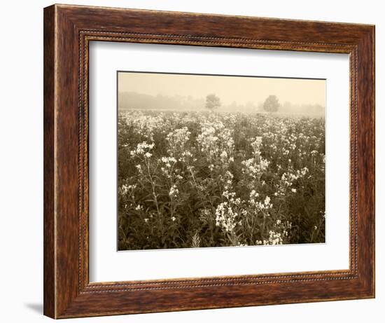 Late Summer Field of Ironweed, Sneezeweed and Yarrow Flower, Kentucky, USA-Adam Jones-Framed Photographic Print