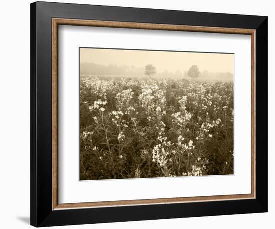 Late Summer Field of Ironweed, Sneezeweed and Yarrow Flower, Kentucky, USA-Adam Jones-Framed Photographic Print