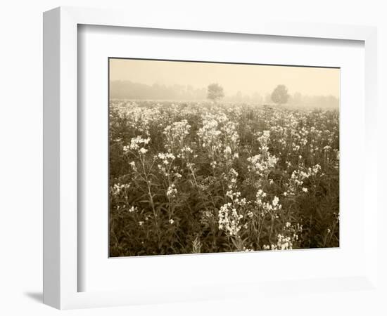 Late Summer Field of Ironweed, Sneezeweed and Yarrow Flower, Kentucky, USA-Adam Jones-Framed Photographic Print