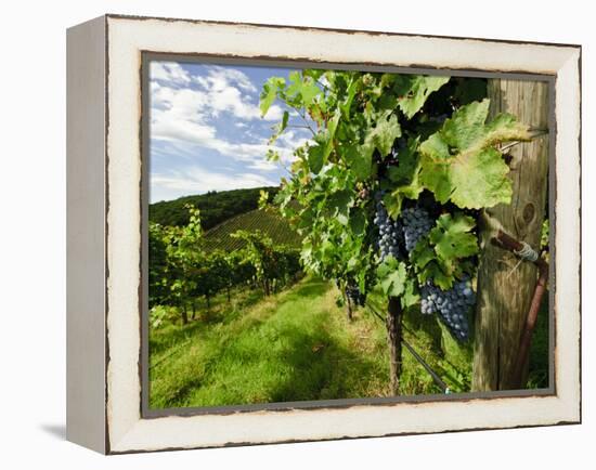 Late Summer Wine Scenes from Tuscany, Italy-Richard Duval-Framed Premier Image Canvas