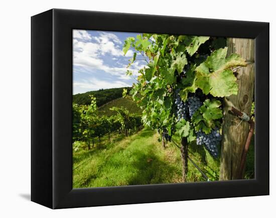 Late Summer Wine Scenes from Tuscany, Italy-Richard Duval-Framed Premier Image Canvas