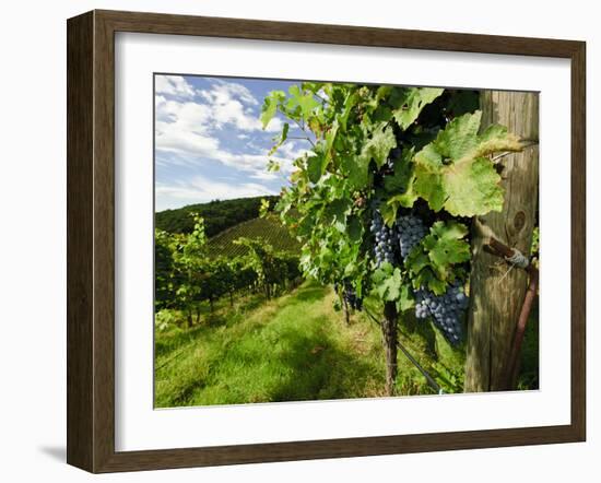 Late Summer Wine Scenes from Tuscany, Italy-Richard Duval-Framed Photographic Print