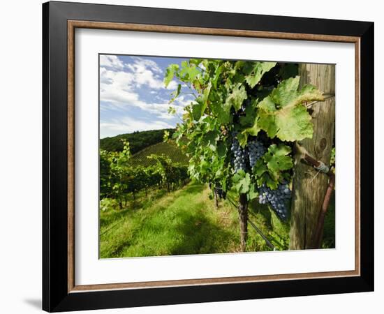 Late Summer Wine Scenes from Tuscany, Italy-Richard Duval-Framed Photographic Print