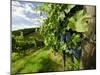 Late Summer Wine Scenes from Tuscany, Italy-Richard Duval-Mounted Photographic Print