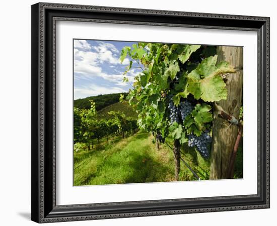 Late Summer Wine Scenes from Tuscany, Italy-Richard Duval-Framed Photographic Print