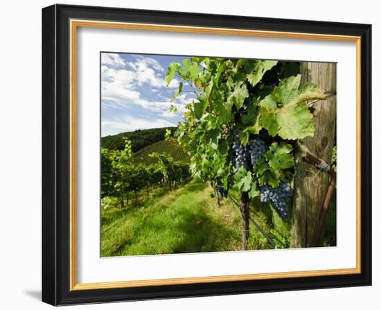 Late Summer Wine Scenes from Tuscany, Italy-Richard Duval-Framed Photographic Print