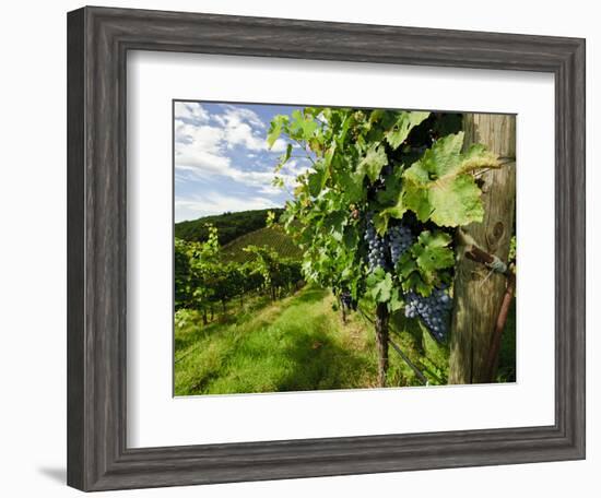 Late Summer Wine Scenes from Tuscany, Italy-Richard Duval-Framed Photographic Print