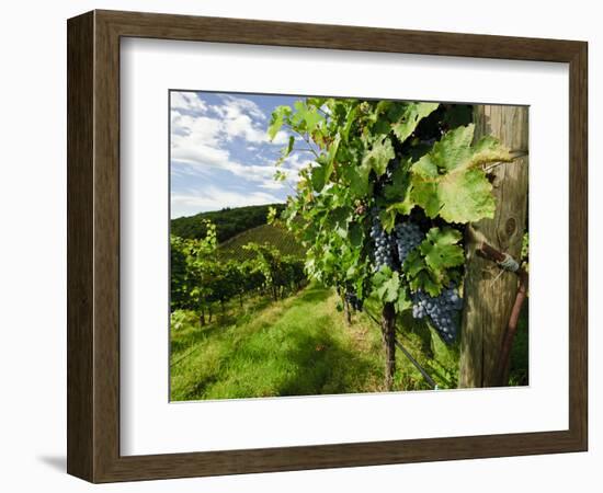 Late Summer Wine Scenes from Tuscany, Italy-Richard Duval-Framed Photographic Print