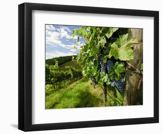 Late Summer Wine Scenes from Tuscany, Italy-Richard Duval-Framed Photographic Print