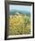 Late Sunflowers Near Santa Lucia, Tuscany-Hazel Barker-Framed Giclee Print