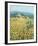 Late Sunflowers Near Santa Lucia, Tuscany-Hazel Barker-Framed Giclee Print