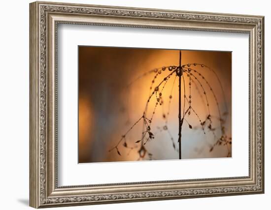 Late-Heidi Westum-Framed Photographic Print