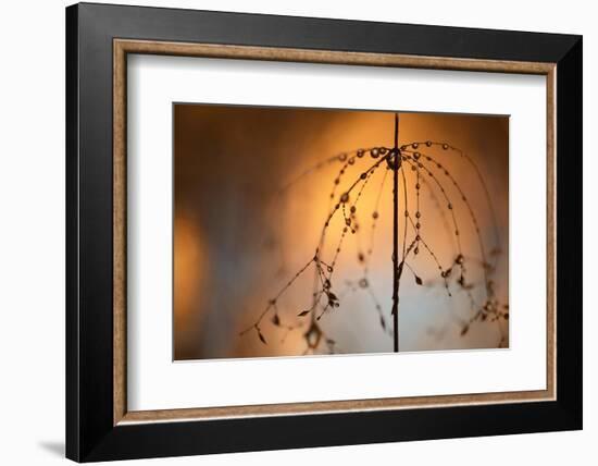 Late-Heidi Westum-Framed Photographic Print