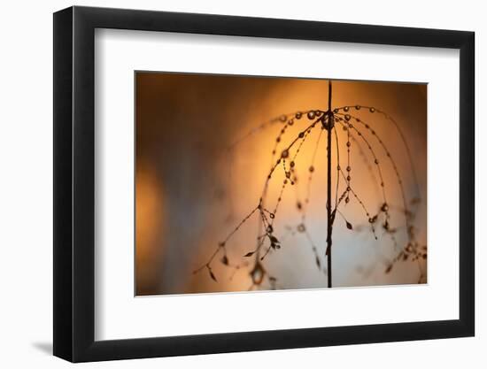 Late-Heidi Westum-Framed Photographic Print