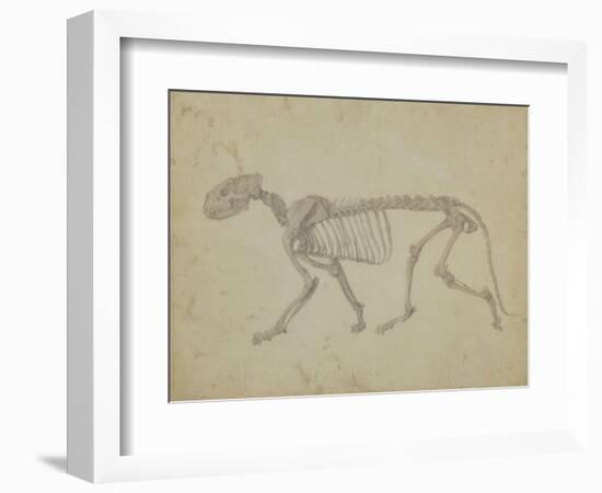 Lateral View of a Tiger Skeleton-George Stubbs-Framed Giclee Print