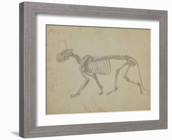 Lateral View of a Tiger Skeleton-George Stubbs-Framed Giclee Print