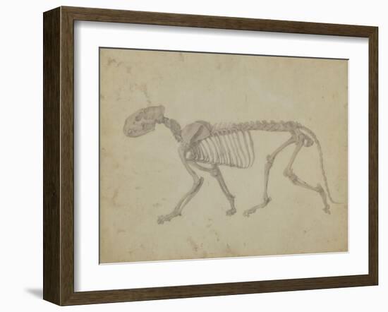 Lateral View of a Tiger Skeleton-George Stubbs-Framed Giclee Print
