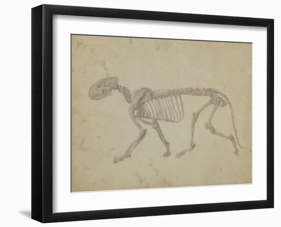 Lateral View of a Tiger Skeleton-George Stubbs-Framed Giclee Print