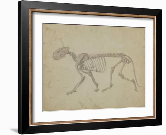 Lateral View of a Tiger Skeleton-George Stubbs-Framed Giclee Print