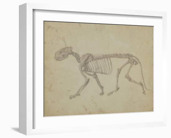 Lateral View of a Tiger Skeleton-George Stubbs-Framed Giclee Print