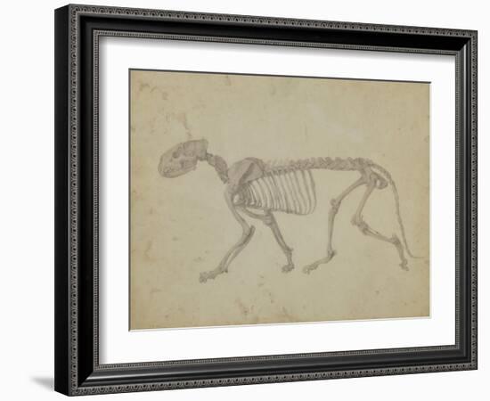 Lateral View of a Tiger Skeleton-George Stubbs-Framed Giclee Print