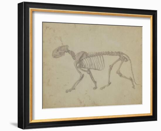 Lateral View of a Tiger Skeleton-George Stubbs-Framed Giclee Print