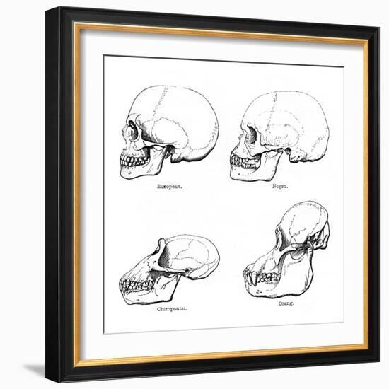 Lateral View of the Skull or Profile, 1848-null-Framed Giclee Print