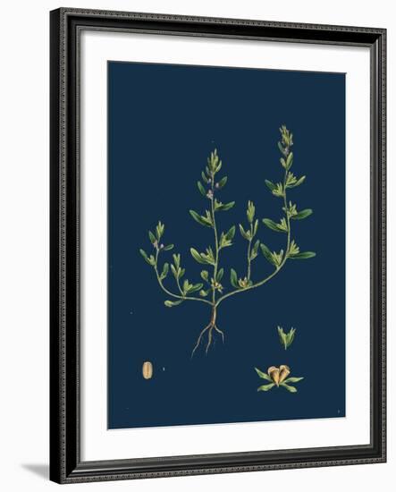 Lathaea Squamaria; Toothwort-null-Framed Giclee Print