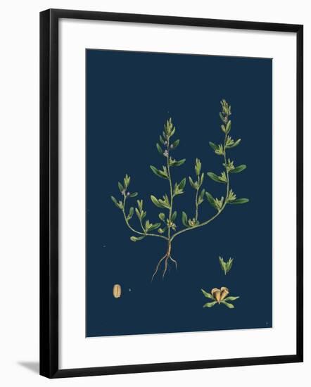 Lathaea Squamaria; Toothwort-null-Framed Giclee Print