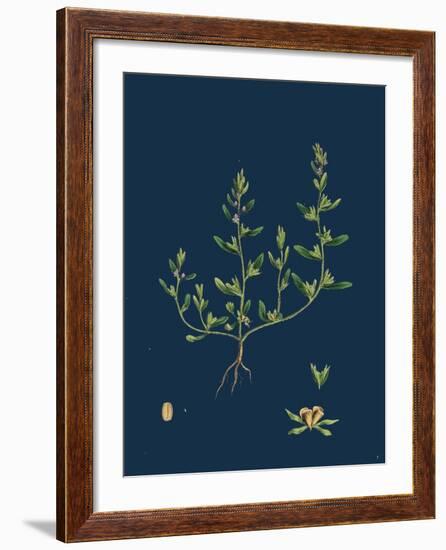 Lathaea Squamaria; Toothwort-null-Framed Giclee Print