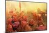 Lathmar Holi-Francesco Vaninetti-Mounted Photographic Print