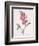 Lathyrus Latifolius (Everlasting Pea), 1827-Pierre Joseph Redoute-Framed Giclee Print