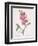 Lathyrus Latifolius (Everlasting Pea), 1827-Pierre Joseph Redoute-Framed Giclee Print