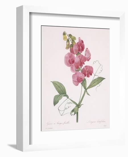 Lathyrus Latifolius (Everlasting Pea), 1827-Pierre Joseph Redoute-Framed Giclee Print