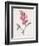 Lathyrus Latifolius (Everlasting Pea), 1827-Pierre Joseph Redoute-Framed Giclee Print