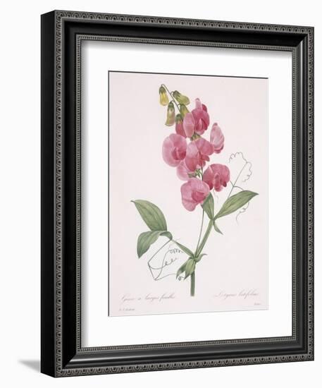 Lathyrus Latifolius (Everlasting Pea), 1827-Pierre Joseph Redoute-Framed Giclee Print