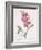 Lathyrus Latifolius (Everlasting Pea), 1827-Pierre Joseph Redoute-Framed Giclee Print