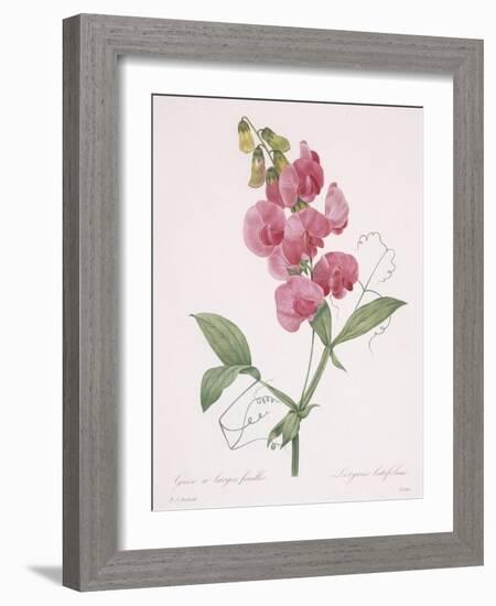 Lathyrus Latifolius (Everlasting Pea), 1827-Pierre Joseph Redoute-Framed Giclee Print