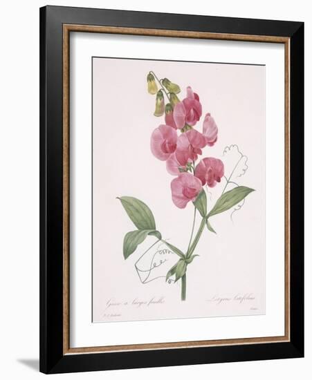 Lathyrus Latifolius (Everlasting Pea), 1827-Pierre Joseph Redoute-Framed Giclee Print