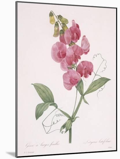 Lathyrus Latifolius (Everlasting Pea), 1827-Pierre Joseph Redoute-Mounted Giclee Print