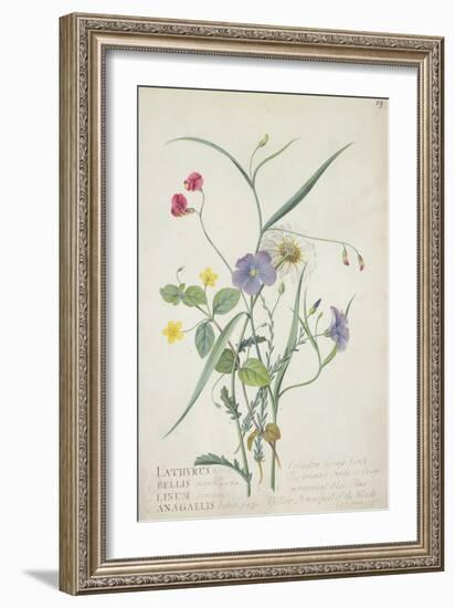 Lathyrus Nissolia, Chrysanthemum Leucanthemum, Linum Perenne, Lysimackia Nemorum, 1767-Georg Dionysius Ehret-Framed Giclee Print