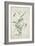 Lathyrus Nissolia, Chrysanthemum Leucanthemum, Linum Perenne, Lysimackia Nemorum, 1767-Georg Dionysius Ehret-Framed Giclee Print